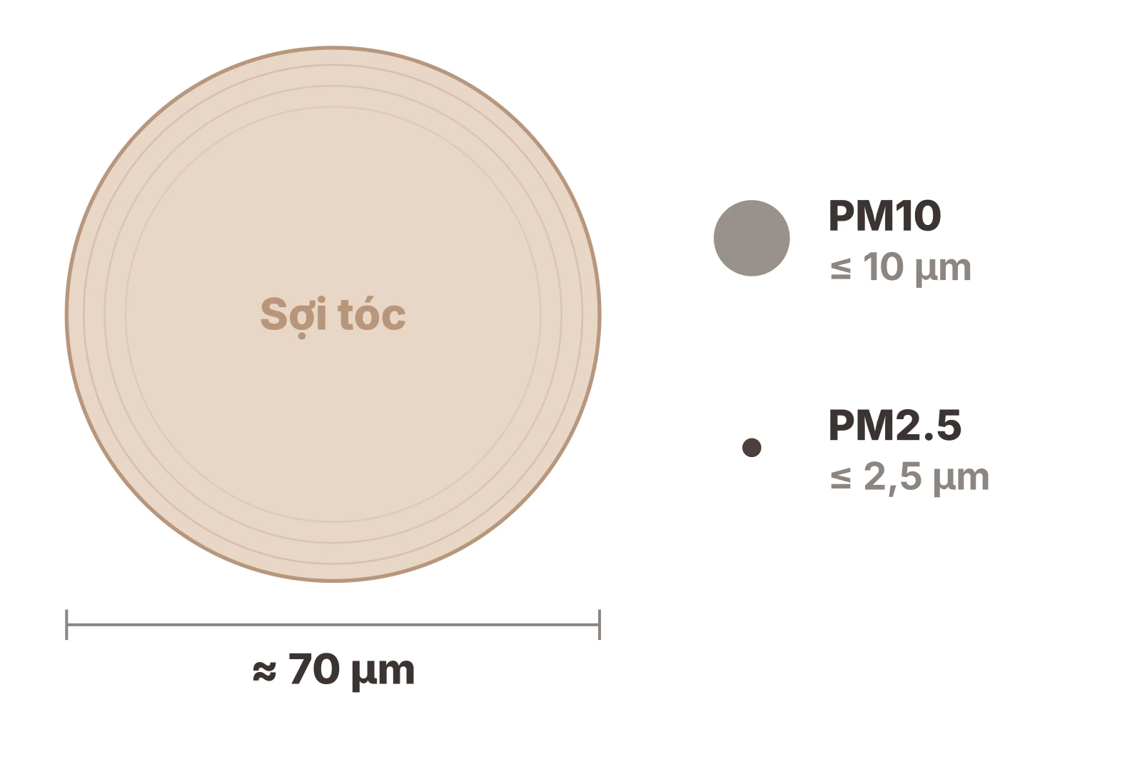 So sánh kích thước theo đúng tỉ lệ: sợi tóc khoảng 70 micromet, hạt bụi PM10 dưới 10 micromet và PM2.5 dưới 2,5 micromet, nhỏ hơn sợi tóc khoảng 30 lần