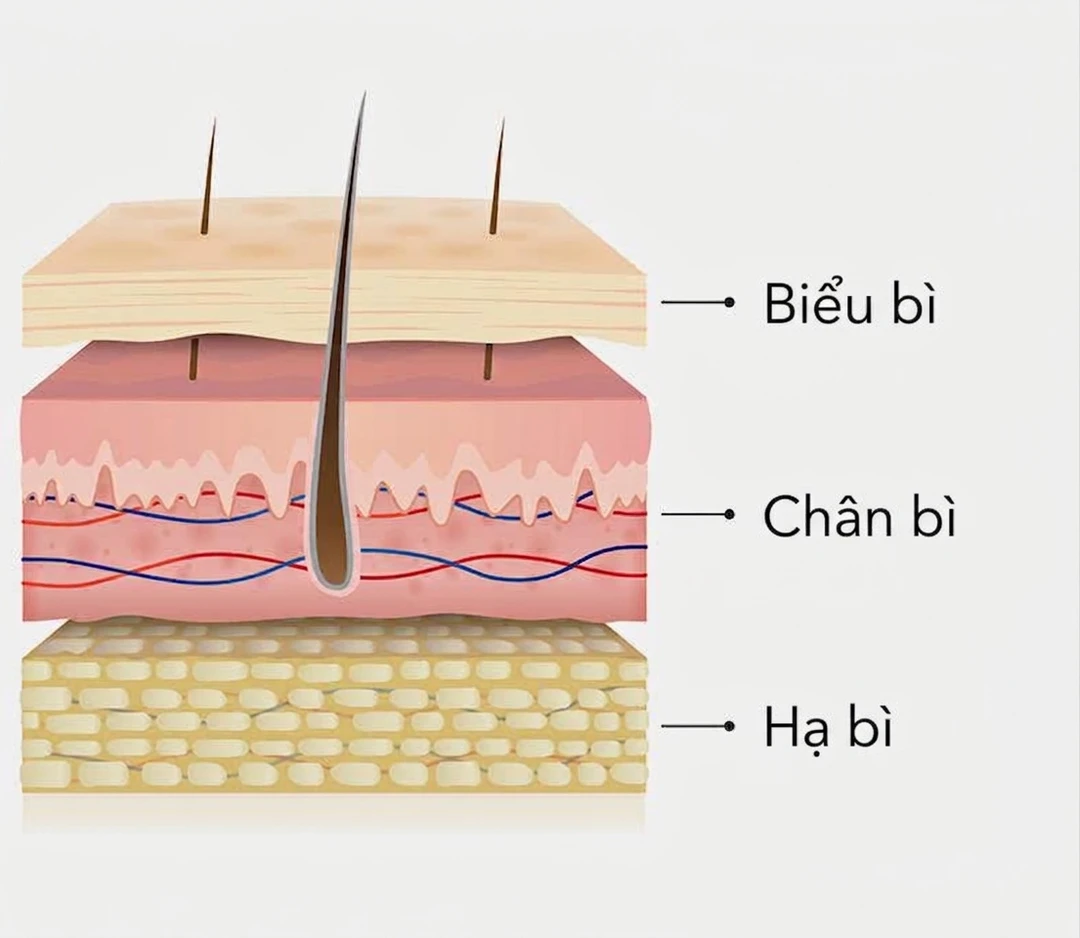 Sơ đồ ba lớp của da — biểu bì, chân bì và hạ bì; sản phẩm bôi ngoài da làm việc chủ yếu ở lớp sừng, phần trên cùng của biểu bì