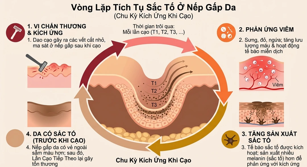 Sơ đồ vòng lặp bốn bước ở nếp gấp da — vi chấn thương khi cạo, phản ứng viêm, tăng sản xuất sắc tố, rồi lần cạo kế tiếp lặp lại, với sắc tố cộng dồn qua từng chu kỳ T1, T2, T3