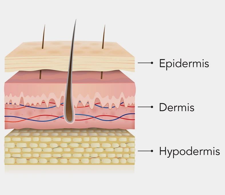 Diagram of the three layers of skin — epidermis, dermis and hypodermis; topical products work mainly in the stratum corneum at the very top of the epidermis